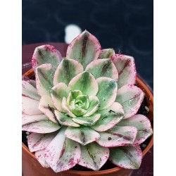 Aeonium "Bronze medal variegata "   5,5