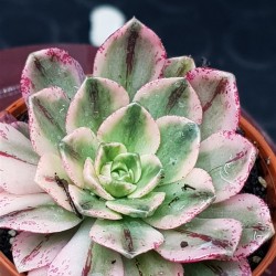 Aeonium "Bronze medal variegata "   5,5