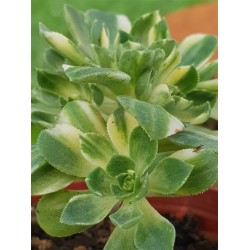 Αeonium castello -paivae variegata 8,5