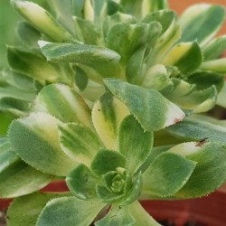 Αeonium castello -paivae variegata 8,5