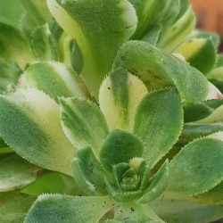 Αeonium castello -paivae variegata 8,5