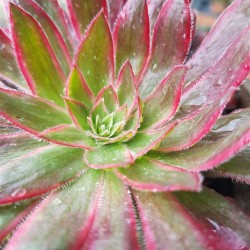 Aeonium " Firecracker f. variegatum " ΄ενα κεφάλι  ΓΛ.8,5