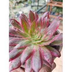 Aeonium " Firecracker f. variegatum " ΄ενα κεφάλι  ΓΛ.8,5