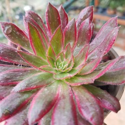Aeonium " Firecracker f. variegatum " ΄ενα κεφάλι  ΓΛ.8,5