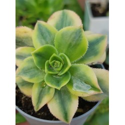 Aeonium floresense γλ . 8.5