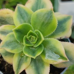 Aeonium floresense γλ . 8.5
