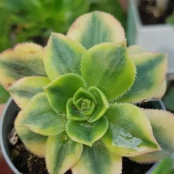 Aeonium floresense γλ . 8.5