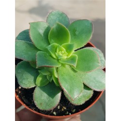 Aeonium kiwi ΓΛ.8,5