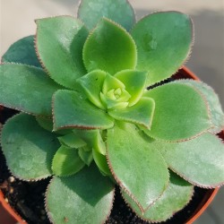 Aeonium kiwi ΓΛ.8,5