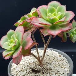 Aeonium kiwi ΓΛ.8,5