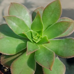Aeonium leucoblepharum  γλ. 5,5