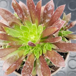 Aeonium " phoenix flame " claster 8,5