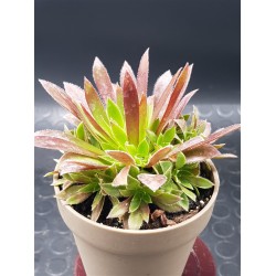 Aeonium " phoenix flame " claster 8,5