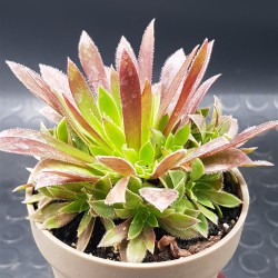 Aeonium " phoenix flame " claster 8,5