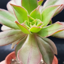 Aeonium leucoblepharum  γλ. 5,5