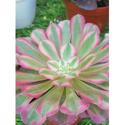 Aeonium "red garnet super white" 8,5