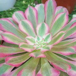 Aeonium "red garnet super white" 8,5