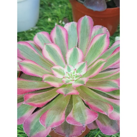 Aeonium "red garnet super white" 8,5
