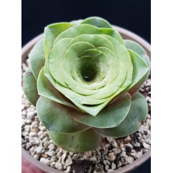 Greenovia Aurea gl. 8,5