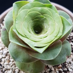 Greenovia Aurea gl. 8,5