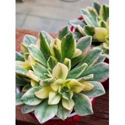 Aeonium "Bronze medal variegata " claster  8,5