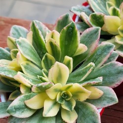 Aeonium "Bronze medal variegata " claster  8,5