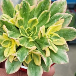 Aeonium "Bronze medal variegata " claster  8,5