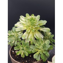 Αeonium  " castello -paivae variegata claster "(special edition) 10