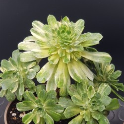 Αeonium  " castello -paivae variegata claster "(special edition) 10