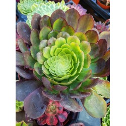 Aeonium "Fiesta variegatum" 10