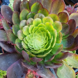 Aeonium "Fiesta variegatum" 10