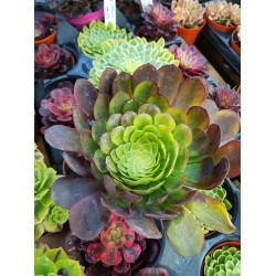 Aeonium "Fiesta variegatum" 10