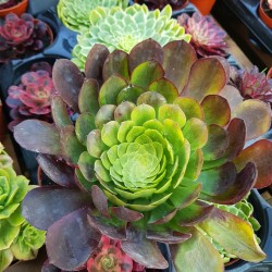 Aeonium "Fiesta variegatum" 10