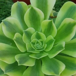 Aeonium  "golden jade " 8,5