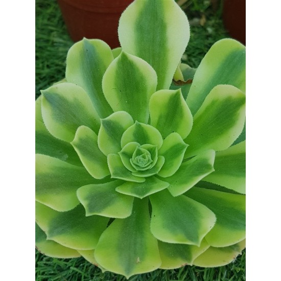 Aeonium  "golden jade " 8,5