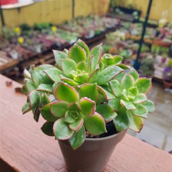 Aeonium kiwi ( claster ) 10