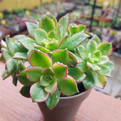 Aeonium kiwi ( claster ) 10