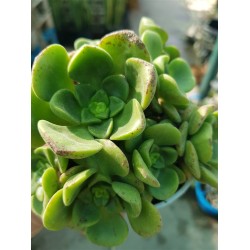 Aeonium  "Lily pad  - νούφαρο-  claster"  (special edition) 10