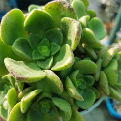 Aeonium  "Lily pad  - νούφαρο-  claster"  (special edition) 10