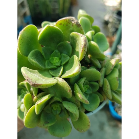 Aeonium  "Lily pad  - νούφαρο-  claster"  (special edition) 10