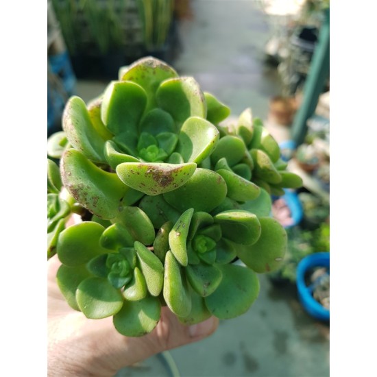 Aeonium  "Lily pad  - νούφαρο-  claster"  (special edition) 10
