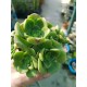 Aeonium  "Lily pad  - νούφαρο-  claster"  (special edition) 10