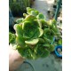 Aeonium  "Lily pad  - νούφαρο-  claster"  (special edition) 10