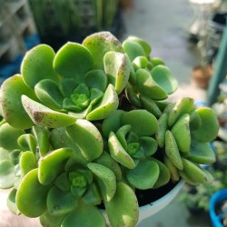 Aeonium  "Lily pad  - νούφαρο-  claster"  (special edition) 10