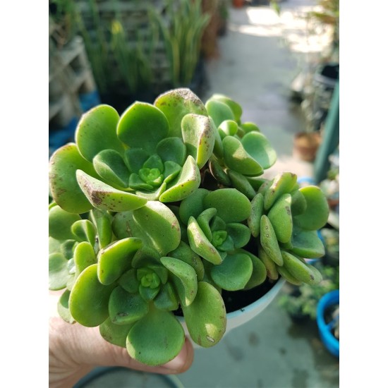 Aeonium  "Lily pad  - νούφαρο-  claster"  (special edition) 10