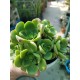 Aeonium  "Lily pad  - νούφαρο-  claster"  (special edition) 10