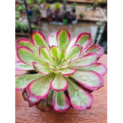 Aeonium mardi gras γλ.. 9