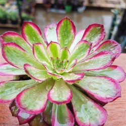 Aeonium mardi gras γλ.. 9
