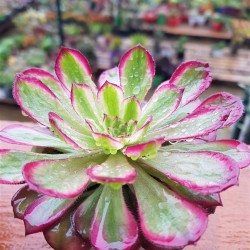 Aeonium mardi gras γλ.. 9