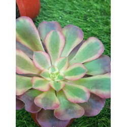 Aeonium '' medusa " μία ροζέτα  8,5